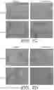 Fig. 09 - CELL LINKERS FOR HETEROTYPIC CELL SPHEROIDS