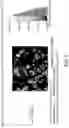 Fig. 08 - Methods, systems, and apparatuses for quantitative analysis of heterogeneous biomarker distribution