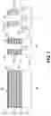 Fig. 02 - Gate-all-around integrated circuit structures having dual nanoribbon channel structures