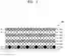 Fig. 08 - Ferroelectric thin-film structure and electronic device including the same