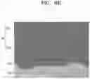 Fig. 07 - All-solid secondary battery and method of preparing the same