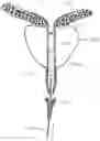 Fig. 01 - UROLOGIC STENTS AND METHODS OF USE