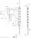 Fig. 03 - Stent-graft prosthesis, system and method for improved delivery of a stent-graft prosthesis