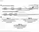 Fig. 02 - Compositions and methods for impeding transcription of expanded microsatellite repeats