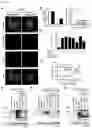 Fig. 09 - Compositions and methods for impeding transcription of expanded microsatellite repeats