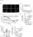 Fig. 10 - Compositions and methods for impeding transcription of expanded microsatellite repeats