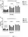 Fig. 13 - WPRE mutant constructs, compositions, and methods thereof