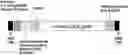 Fig. 01 - GENE THERAPY FOR TREATING FAMILIAL HYPERCHOLESTEROLEMIA