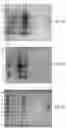 Fig. 05 - Methods of making and using E,Z,E-geranylgeranyl diphosphate