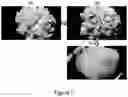 Fig. 07 - Method of transforming high consistency pulp fibers into pre-dispersed semi-dry and dry fibrous materials