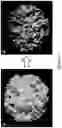 Fig. 14 - Method of transforming high consistency pulp fibers into pre-dispersed semi-dry and dry fibrous materials