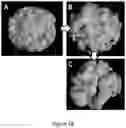 Fig. 16 - Method of transforming high consistency pulp fibers into pre-dispersed semi-dry and dry fibrous materials