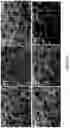 Fig. 17 - Method of transforming high consistency pulp fibers into pre-dispersed semi-dry and dry fibrous materials