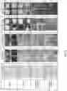 Fig. 07 - Method for Manufacturing a Base Paper for Eco-Friendly Paper Cups