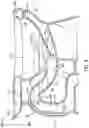 Fig. 09 - Gravity-fed toilet with quiet siphonic flush