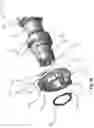 Fig. 57 - Engine