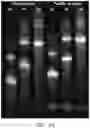 Fig. 05 - POLYMERIC DYES HAVING A BACKBONE COMPRISING ORGANOPHOSPHATE UNITS