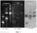 Fig. 06 - POLYMERIC DYES HAVING A BACKBONE COMPRISING ORGANOPHOSPHATE UNITS