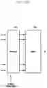 Fig. 24 - Apparatus and method of transmission using HARQ in communication or broadcasting system