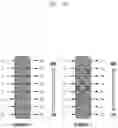 Fig. 34 - Apparatus and method of transmission using HARQ in communication or broadcasting system