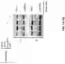 Fig. 02 - Pathways to Generate Hair Cells