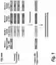 Fig. 02 - Trimeric peptides for antisense delivery
