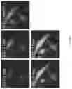 Fig. 49 - Peptidic blocks for nucleic acid delivery