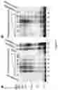 Fig. 04 - PROTEIN LABELLING