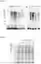 Fig. 09 - PROTEIN LABELLING
