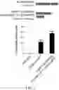Fig. 02 - Methods and compositions for directed genome editing
