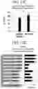Fig. 14 - Methods and compositions for directed genome editing