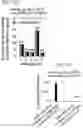 Fig. 35 - Methods and compositions for directed genome editing