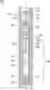 Fig. 01 - Lubricating downhole rotating machine