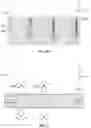 Fig. 09 - Magnetizable particles forming light controlling structures and methods of making such structures