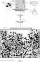 Fig. 02 - NEUROANATOMICAL TRACT VISUALIZATION USING SYNAPTIC CONNECTIVITY GRAPHS