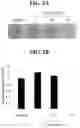 Fig. 06 - Compositions and methods for regulating body weight and metabolic syndromes