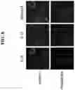 Fig. 09 - Compositions and methods for regulating body weight and metabolic syndromes