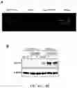 Fig. 06 - METHODS OF UPREGULATING TIPARP AS ANTICANCER STRATEGIES