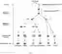 Fig. 02 - Transient protection of normal cells during chemotherapy