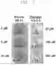 Fig. 06 - TRITERPENE SAPONIN SYNTHESIS, INTERMEDIATES AND ADJUVANT COMBINATIONS