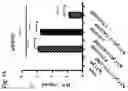 Fig. 06 - NOVEL TH1-INDUCING ADJUVANT COMPRISING COMBINATION OF DIFFERENT NUCLEIC ACID ADJUVANTS, AND USE OF SAME