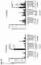 Fig. 09 - NOVEL TH1-INDUCING ADJUVANT COMPRISING COMBINATION OF DIFFERENT NUCLEIC ACID ADJUVANTS, AND USE OF SAME