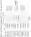 Fig. 44 - Recombinant multivalent influenza viruses