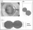 Fig. 01 - PLURIPOTENT STEM CELL-DERIVED PLATE-SHAPED CARTILAGE AND METHOD FOR PRODUCING THE SAME