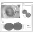 Fig. 02 - PLURIPOTENT STEM CELL-DERIVED PLATE-SHAPED CARTILAGE AND METHOD FOR PRODUCING THE SAME