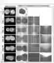 Fig. 03 - PLURIPOTENT STEM CELL-DERIVED PLATE-SHAPED CARTILAGE AND METHOD FOR PRODUCING THE SAME