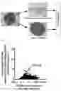 Fig. 05 - PLURIPOTENT STEM CELL-DERIVED PLATE-SHAPED CARTILAGE AND METHOD FOR PRODUCING THE SAME