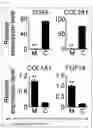 Fig. 06 - PLURIPOTENT STEM CELL-DERIVED PLATE-SHAPED CARTILAGE AND METHOD FOR PRODUCING THE SAME
