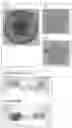Fig. 10 - PLURIPOTENT STEM CELL-DERIVED PLATE-SHAPED CARTILAGE AND METHOD FOR PRODUCING THE SAME