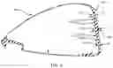 Fig. 04 - Golf club head with improved variable thickness striking face